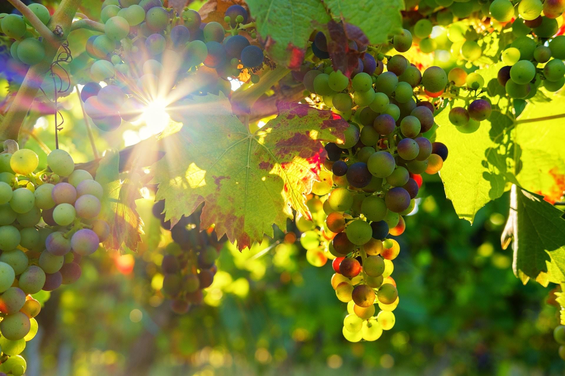 Grapes on a vine